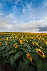 View of field sunflowers with the blue sky