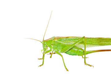 Insekt: Heuschrecke Grünes Heupferd