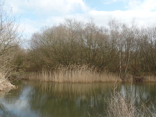 A lake in the woods