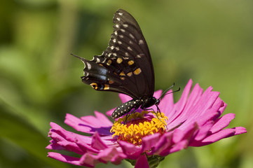 Obraz na płótnie Canvas Black Butterfly on Pink Flower