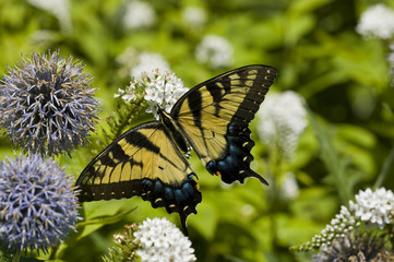 Tiger Swallowtail Butterfly