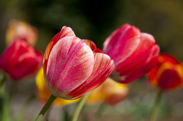 Tulips Soft Background