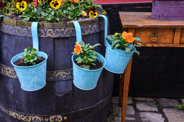 Blooming flowers in blue pots outdoors
