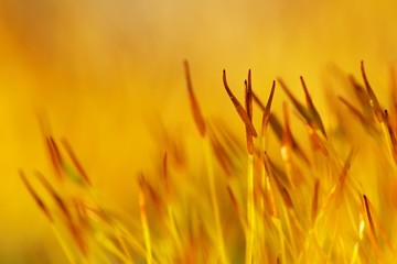 Yellow moss detail