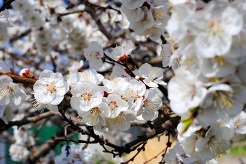 Весенние цветение вишни. Цветущая вишня. Весенние настроение. Вишневые деревья. Цветы вишни.
