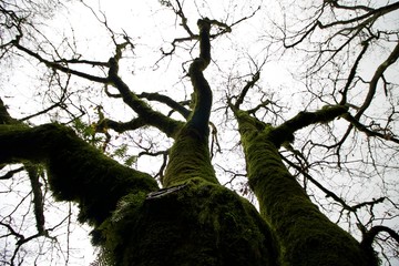 Fototapeta na wymiar Ramos de árvore de folha caduca em pleno inverno
