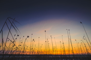 Reeds on a winter lake in a sunset