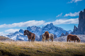 ponies on meadow in italien dolomites in south tyrol, beautiful scenery in italien alps