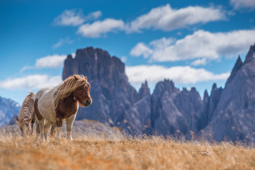 ponies on meadow in italien dolomites in south tyrol, beautiful scenery in italien alps