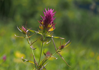 Acker-Wachtelweizen auf einer Wacholderheide, Schwäbische Alb