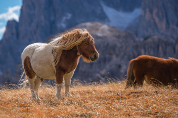 Fototapeta premium ponies on meadow in italien dolomites in south tyrol, beautiful scenery in italien alps