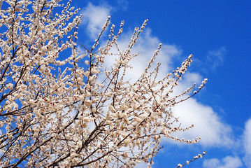 Весенние цветение вишни. Цветущая вишня. Весенние настроение. Вишневые деревья. Цветы вишни.
