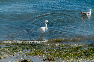 Angry Egret - An angry egret scaring away a seagull from its hunting zone in the shallow water of San Diego Bay. San Diego, California, USA.