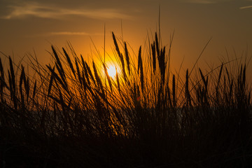 Sonnenuntergang am Strand mit Gräser