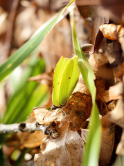 Zitronenfalter - Gonepteryx rhamni