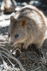 Quokka, Setonix brachyurus, image was taken on Rottnest Island, Western Australia