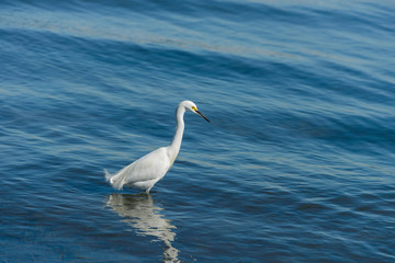 Egret in Blue Wave - An egret standing and hunting in blue shallow water near shore at San Diego Bay. San Diego, California, USA.