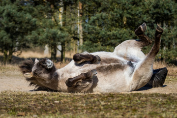 Konik / Equus caballus © Marc Scharping