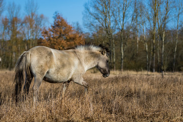 Konik / Equus caballus