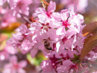 Insect bee flew to branch of cherry blossoms, collecting nectar. A Sunny day in the spring. Pollination
