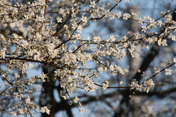 Weiße Frühlingsboten, White Flowers, Mannheim