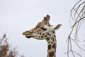Giraffe