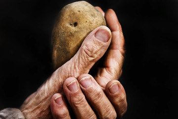 Big potatoes in old wrinkled hands on a dark close-up background