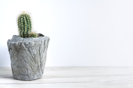 Cactus in a diy concrete pot on a white background