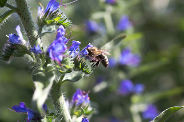 The bee collects nectar from Echium vulgare, viper's bugloss, blueweed. Collect pollen in the meadow.