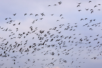 Wild Geese migration
