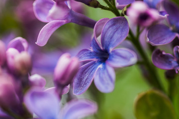 Naklejka na ściany i meble lilac flower with five petals. Happy purple with pink lilac flower.