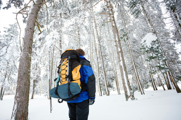 Young male mountain climber in blue and black clothing hiking away from camera through deep powder snow in pine forest. Wide angle view.