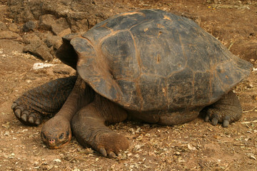 Galapagos Tortoise