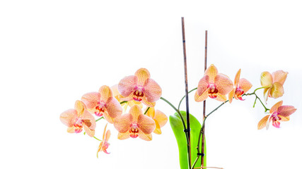 Gelbe Orchidee  isoliert
