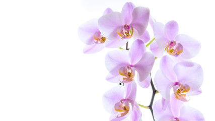 Naklejka na ściany i meble Phalaenopsis Orchidee isoliert