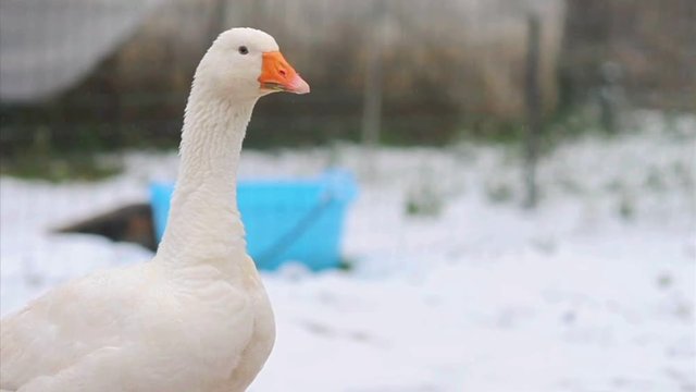 Goose (anser anser domesticus) under a snowfall