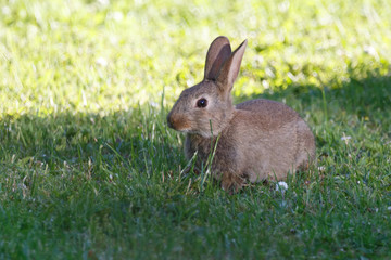 Search Photos Myxomatosis