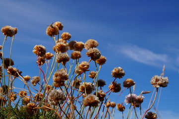 Flowers on backgroud of a blue sky - 194478748
