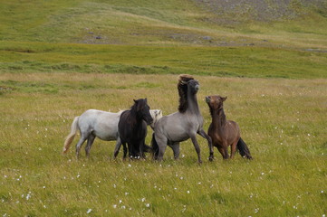 Horses in Iceland - 194478766