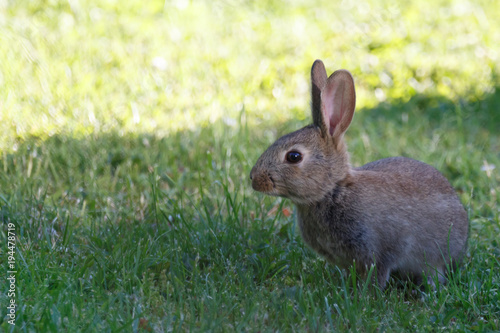 Search Photos Myxomatosis
