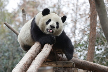 Giant Panda in China