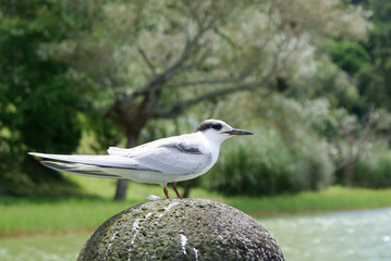Gabbianella 