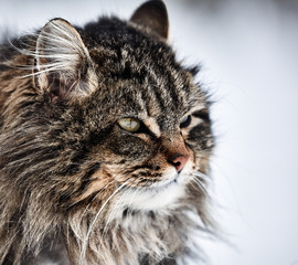 Cat portrait. disheveled cat on the first day of spring