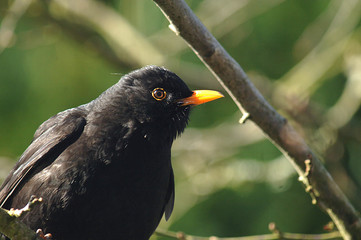 Amsel im Winter