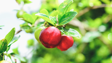 Obraz premium Acerola fruit on the tree branch.