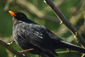 Amsel im Winter