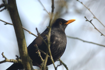 Amsel im Winter