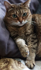 cat, anger, grey, stripe, cat, tiger, grey