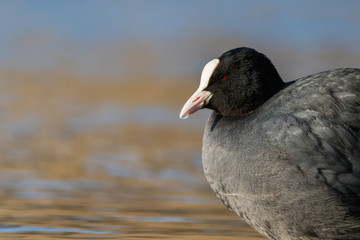 Coot / Fulica