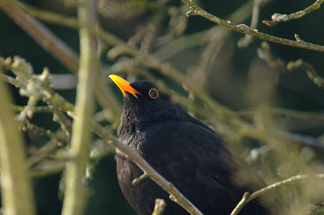 Amsel im Winter